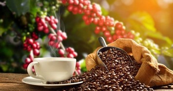 Giá cà phê hôm nay 11/9: Tiếp tục tăng 3 ngày liên tiếp, lên trên 33.000 đồng/kg