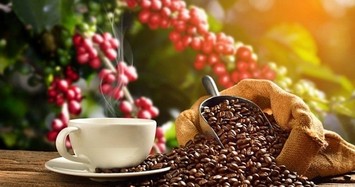 Giá cà phê hôm nay 27/9: Hồi phục nhẹ về mức 33.600 đồng/kg