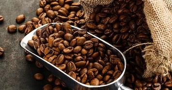 Giá cà phê hôm nay 28/9: Tiếp tục tăng nhẹ lên mức 33.600 đồng/kg