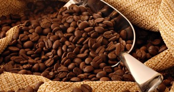 Giá cà phê hôm nay 1/10: Giá đang đi ngang, vẫn dưới 44.000 đồng/kg