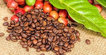 Giá cà phê hôm nay 2/10: Giảm mạnh xuống đáy 32.500 đồng/kg