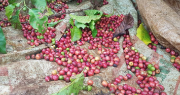 Giá cà phê hôm nay 21/10: Tăng mạnh 500 đồng/kg đạt gần 32.000 đồng/kg