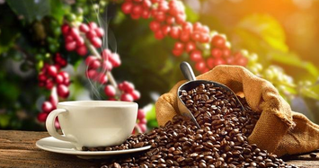 Giá cà phê hôm nay 25/10: Liêp tiếp giảm, chạm đáy thấp nhất 3 tháng