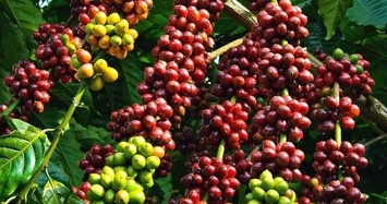 Giá cà phê hôm nay 9/12: Tăng mạnh 300 đồng/kg trên toàn Tây Nguyên