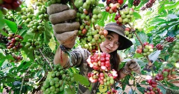  Giá cà phê hôm nay 16/12: Nông dân lao đao vì giá cà phê giảm mạnh