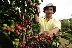 Giá cà phê hôm nay 17/12: Tăng 300 đồng/kg toàn Tây Nguyên