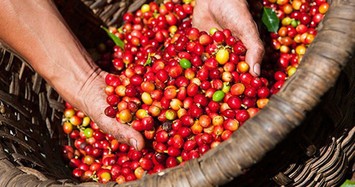 Giá cà phê hôm nay 23/12: Giá cà phê Lâm Đồng thấp nhất, Đắk Lắk cao nhất