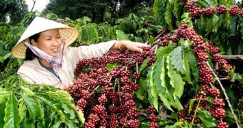Giá cà phê hôm nay 5/2: Tiếp tục giảm 200 đồng/kg toàn Tây Nguyên