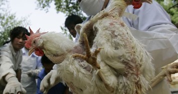 Hàng trăm triệu con gà có thể chết đói vì virus corona