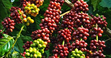 Giá cà phê hôm nay 24/3: Tăng nhẹ 100 đồng/kg ở Tây Nguyên