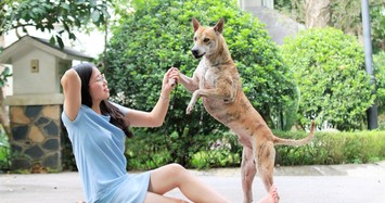 'Khuyển vương' có giá 300 triệu, thương vụ chó Phú Quốc đắt nhất Việt Nam
