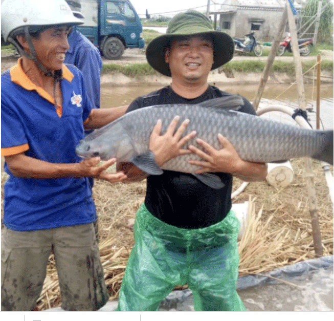 Ao cá trắm khổng lồ ở Nam Định, ông chủ thu đều 7 tỷ/năm