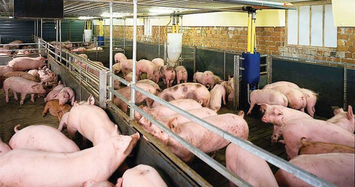 Công ty nuôi lợn ở Đồng Nai vượt 77% kế hoạch lợi nhuận sau 6 tháng