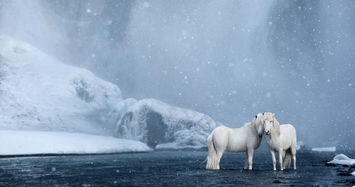 Giống ngựa sống 1.000 năm trên băng đảo