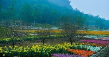 Du xuân đầu năm: Vườn hoa 15 hecta đẹp rực rỡ ở Ninh Bình