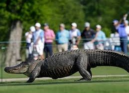 Cá sấu 3 chân gây náo loạn sân Golf