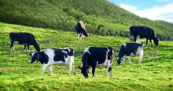 Công ty Giống bò sữa Mộc Châu ghi nhận doanh thu 2.148 tỷ trong 9 tháng 
