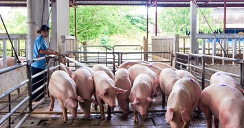 Ngành chăn nuôi kỳ vọng hồi phục, dự báo DBC chạm mức 29.900 đồng/cổ phiếu 