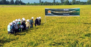 Lộc Trời: Mảng gạo sẽ tăng trưởng mạnh giai đoạn 2022-2023