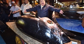 Mục sở thị cá ngừ đắt kỷ lục giá 70 tỷ đồng