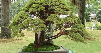 Loạt tác phẩm kim sa tùng bonsai đẹp mê mẩn lòng người