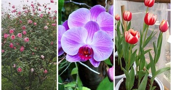 Những loại hoa tươi nào được yêu thích nhất Tết 2019?