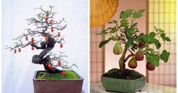 Những chậu bonsai trĩu quả độc lạ chơi Tết