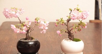 Bonsai hoa Nhật Bản siêu đẹp, thơm ngất ngây