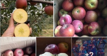 Cách phân biệt 3 loại táo Trung Quốc đang bán đầy chợ Việt
