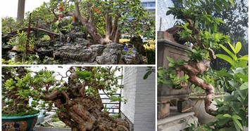 Ổi bonsai độc nhất vô nhị giá tiền tỷ khiến đại gia Việt mê mẩn
