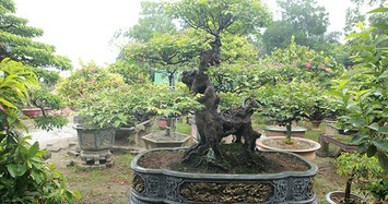 Đại gia Việt xuống tiền tỷ mua bonsai khế 