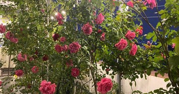 Cận cảnh vườn hoa hồng trăm triệu trên sân thượng của Phan Hiển - Khánh Thi