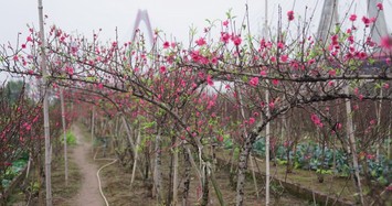 Những ngày cận Tết, vườn đào Nhật Tân ở Hà Nội nhộn nhịp 