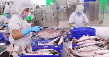 Giá bán cá tra VHC phục hồi chậm, cổ phiếu chưa hấp dẫn