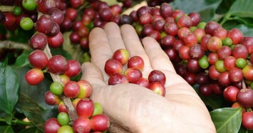 Giá nguyên liệu hôm nay 6/11: Cà phê, tiêu đồng loạt giảm mạnh