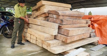 Phát hiện gần 5 khối gỗ lậu trên đất của trưởng phòng Nội vụ huyện ở Quảng Nam
