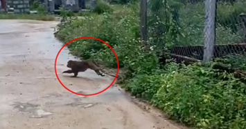 Con khỉ cắn chết 4 con chó, 3 người bị thương ở Quảng Nam