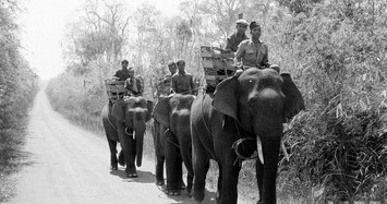 Ấn tượng đàn voi hoành tráng ở Buôn Mê Thuột năm 1957