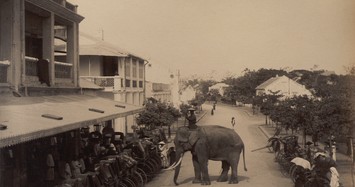 Cảnh voi xuất hiện trên đường phố Hà nội xưa