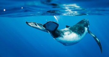 Biết gì về truyền thuyết huyền bí loài cá voi ở Việt Nam