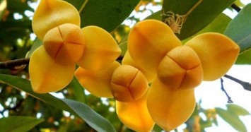 Bí ẩn loài hoa độc đáo được chọn làm biểu tượng của Campuchia