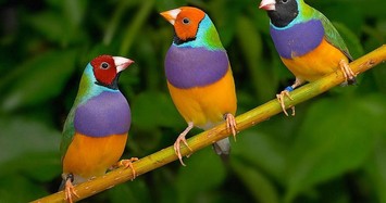 Chim di ngũ sắc đang có nguy cơ tuyệt chủng