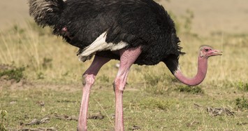 Những loài chim chạy có bàn chân to và độc đáo nhất thế giới