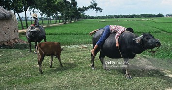 Cuộc sống thân thương ở nông thôn Việt Nam đầu thập niên 1990