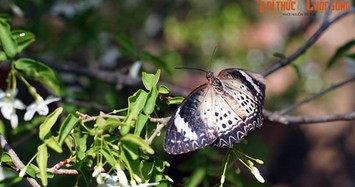 Trang trại bướm nổi tiếng thế giới của Malaysia