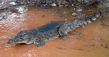 27 loài cá sấu là những sát thủ đáng sợ còn tồn tại 