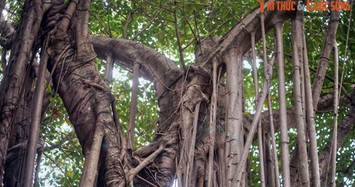 Xem cây đa cổ thụhiếm có giữa phố phường Hà Nội