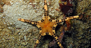 Chùm ảnh các loài sao biển kỳ lạ nhất quả đất