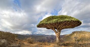 Loài cây hiện ra từ một truyền thuyết cổ xưa?