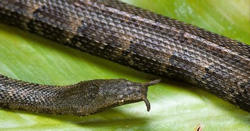 Loài rắn mọc râu có 1-0-2 của Việt Nam